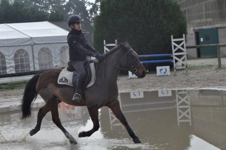 Caballo castrado New Forest En venta 2009 Bayo