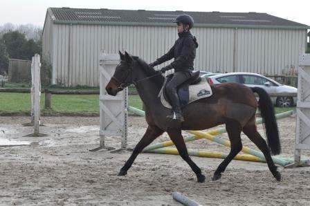 Caballo castrado New Forest En venta 2009 Bayo