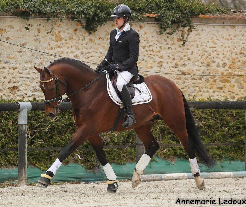 ZZ TOP - KWPN Caballo de Deporte Neerlandés 2004 por Glock's Tango