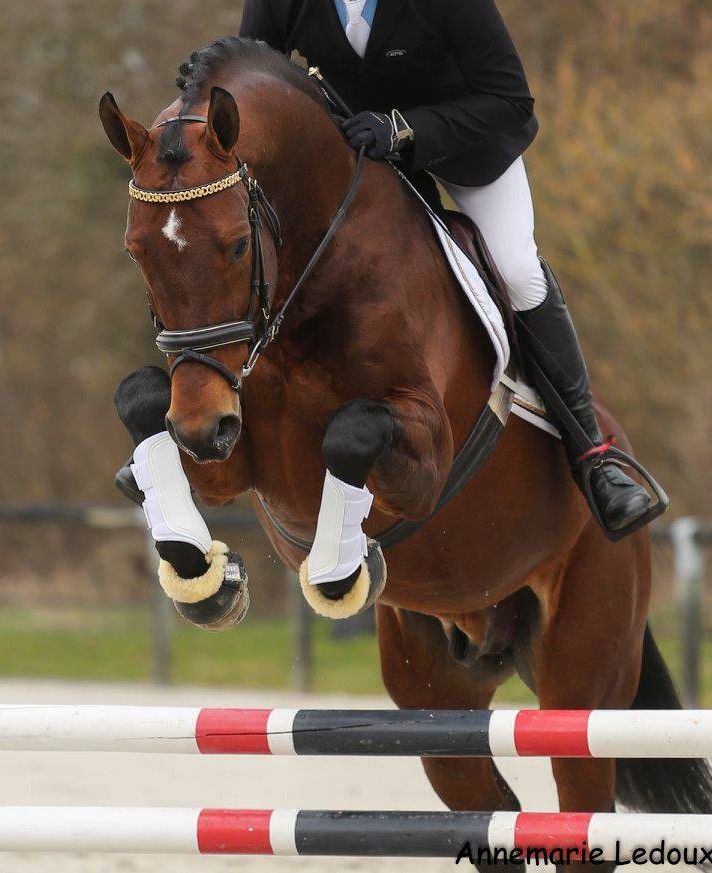 ZZ TOP - KWPN Caballo de Deporte Neerlandés 2004 por Glock's Tango