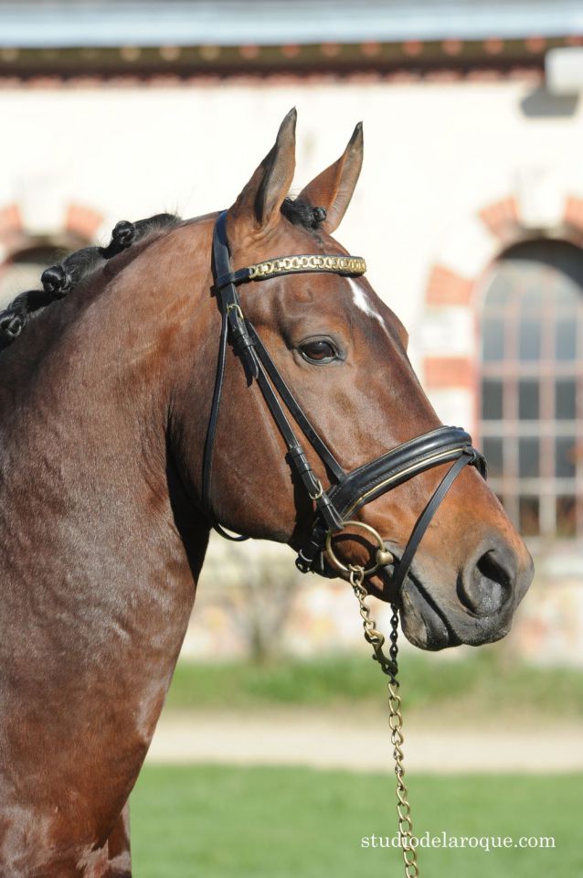 ZZ TOP - KWPN Caballo de Deporte Neerlandés 2004 por Glock's Tango