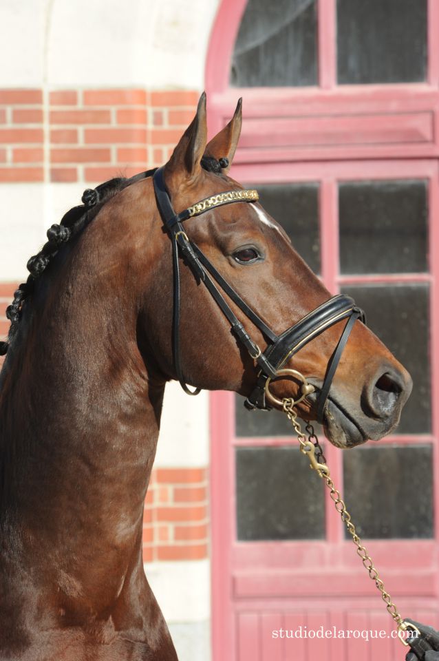 ZZ TOP - KWPN Caballo de Deporte Neerlandés 2004 por Glock's Tango