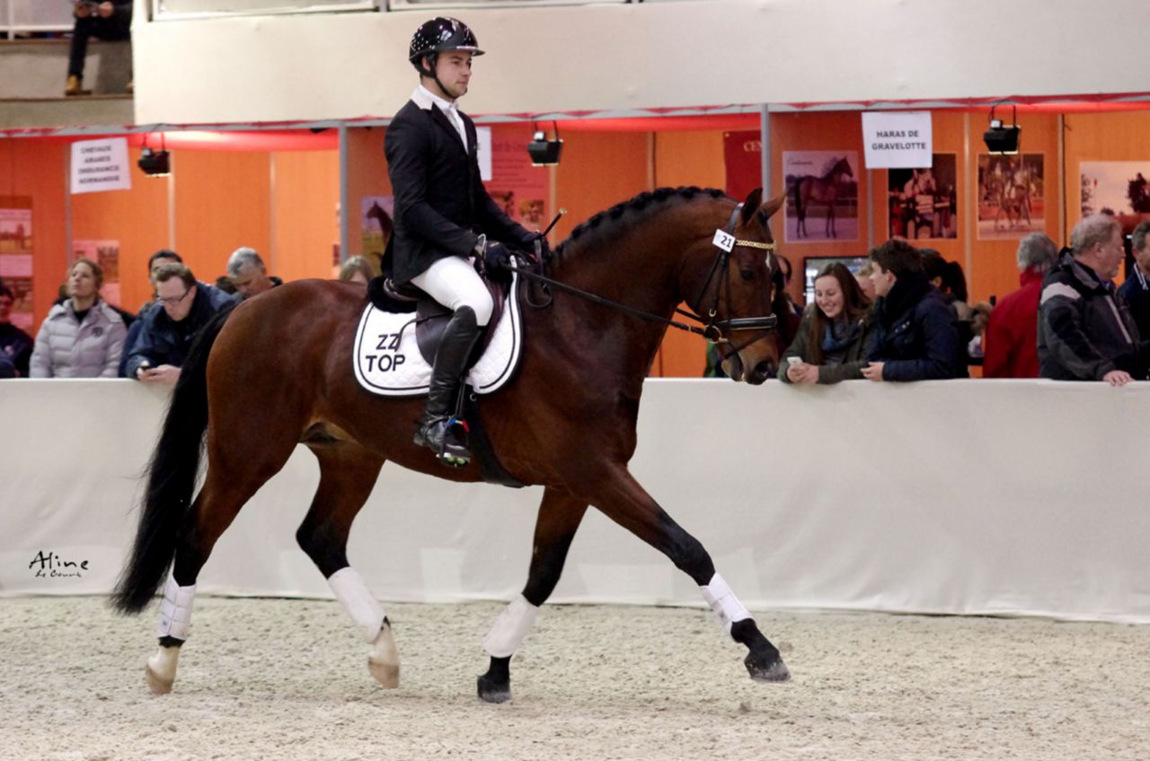 ZZ TOP - KWPN Caballo de Deporte Neerlandés 2004 por Glock's Tango