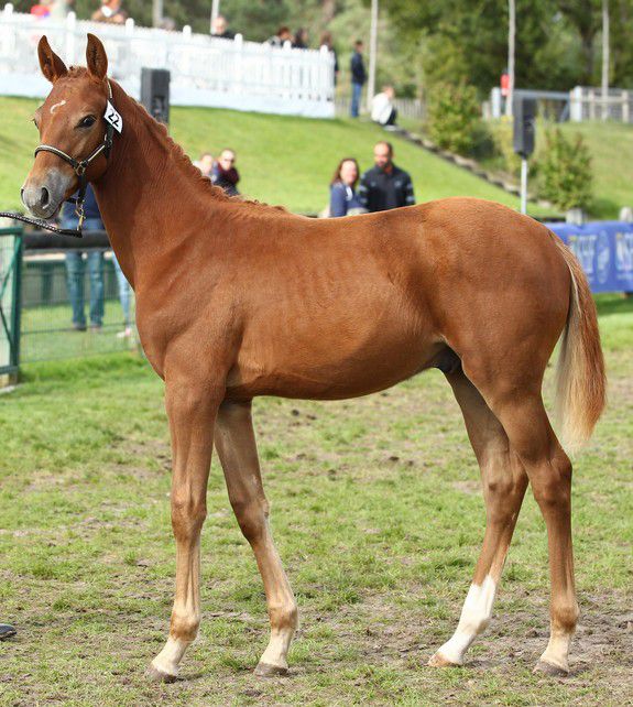 ZZ TOP - KWPN Caballo de Deporte Neerlandés 2004 por Glock's Tango