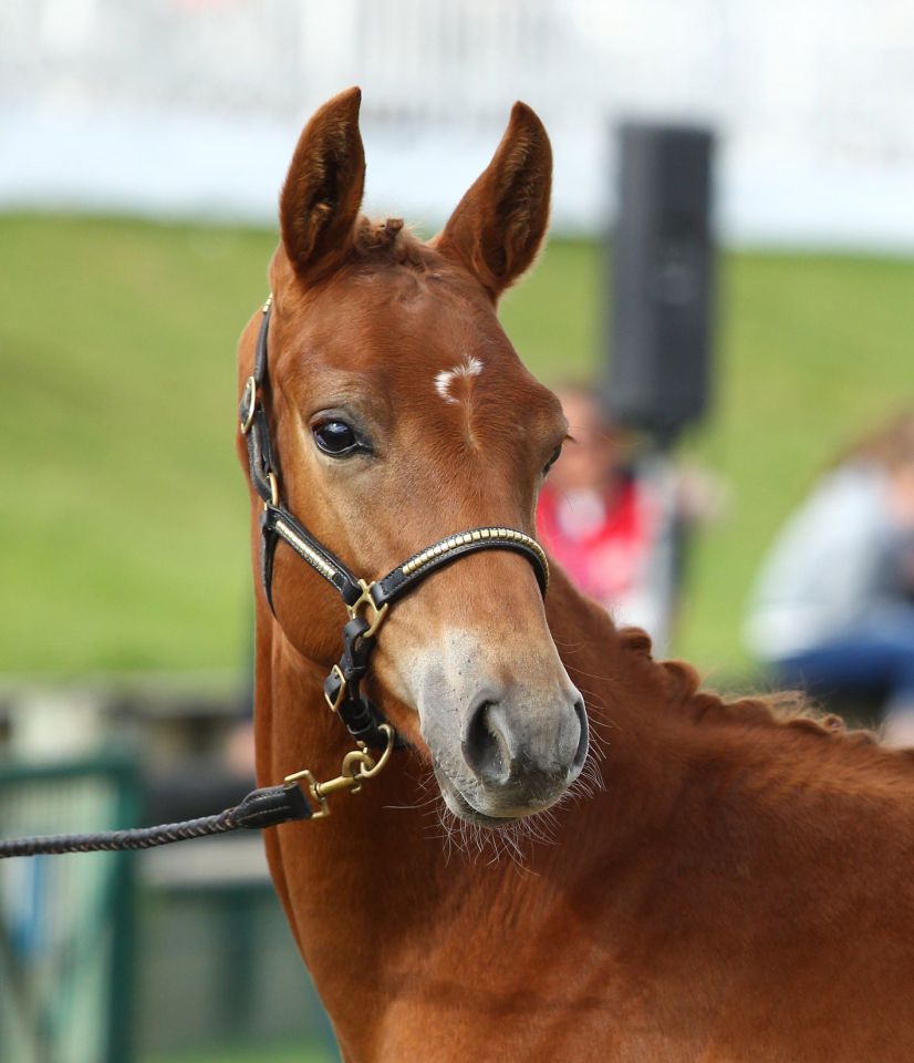 ZZ TOP - KWPN Caballo de Deporte Neerlandés 2004 por Glock's Tango