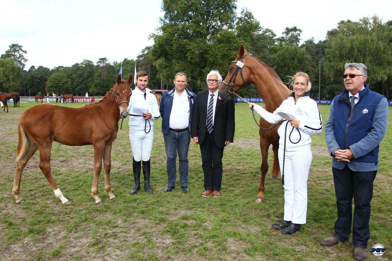 ZZ TOP - KWPN Caballo de Deporte Neerlandés 2004 por Glock's Tango
