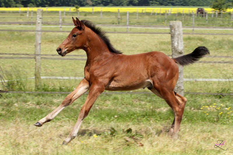 ZZ TOP - KWPN Caballo de Deporte Neerlandés 2004 por Glock's Tango