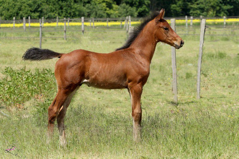 ZZ TOP - KWPN Caballo de Deporte Neerlandés 2004 por Glock's Tango