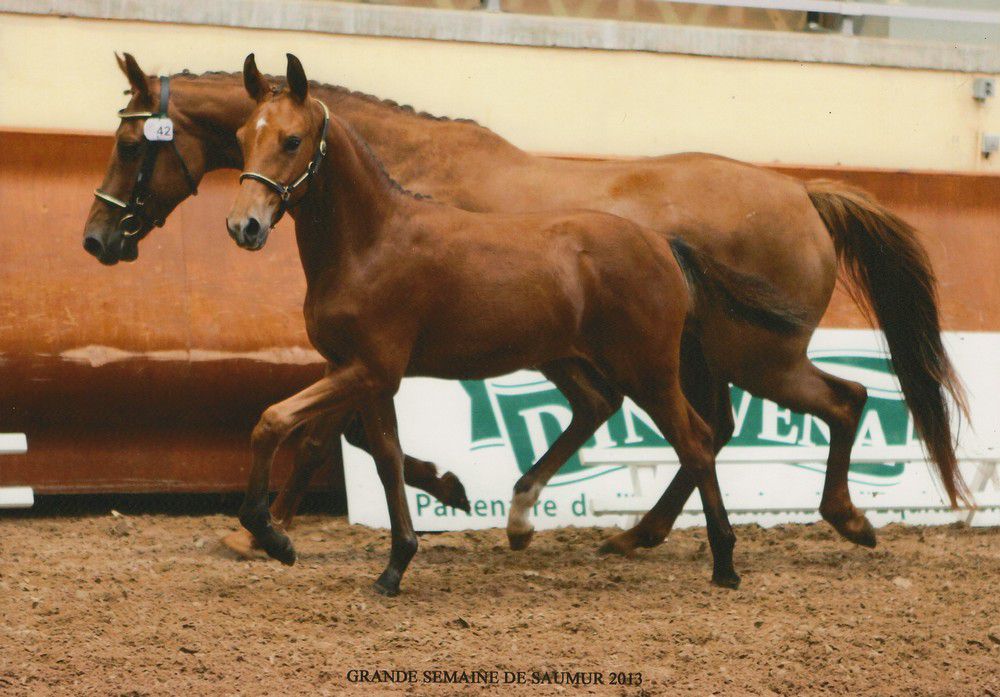 ZZ TOP - KWPN Caballo de Deporte Neerlandés 2004 por Glock's Tango