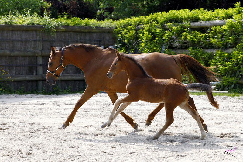 ZZ TOP - KWPN Caballo de Deporte Neerlandés 2004 por Glock's Tango
