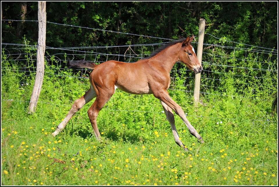 ZZ TOP - KWPN Caballo de Deporte Neerlandés 2004 por Glock's Tango