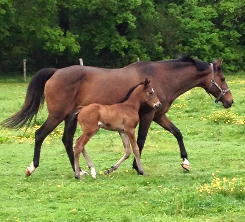ZZ TOP - KWPN Caballo de Deporte Neerlandés 2004 por Glock's Tango