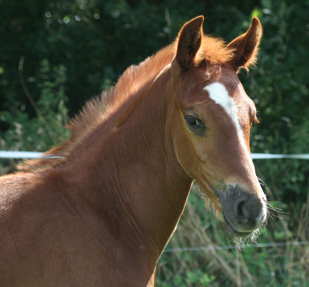 ZZ TOP - KWPN Caballo de Deporte Neerlandés 2004 por Glock's Tango