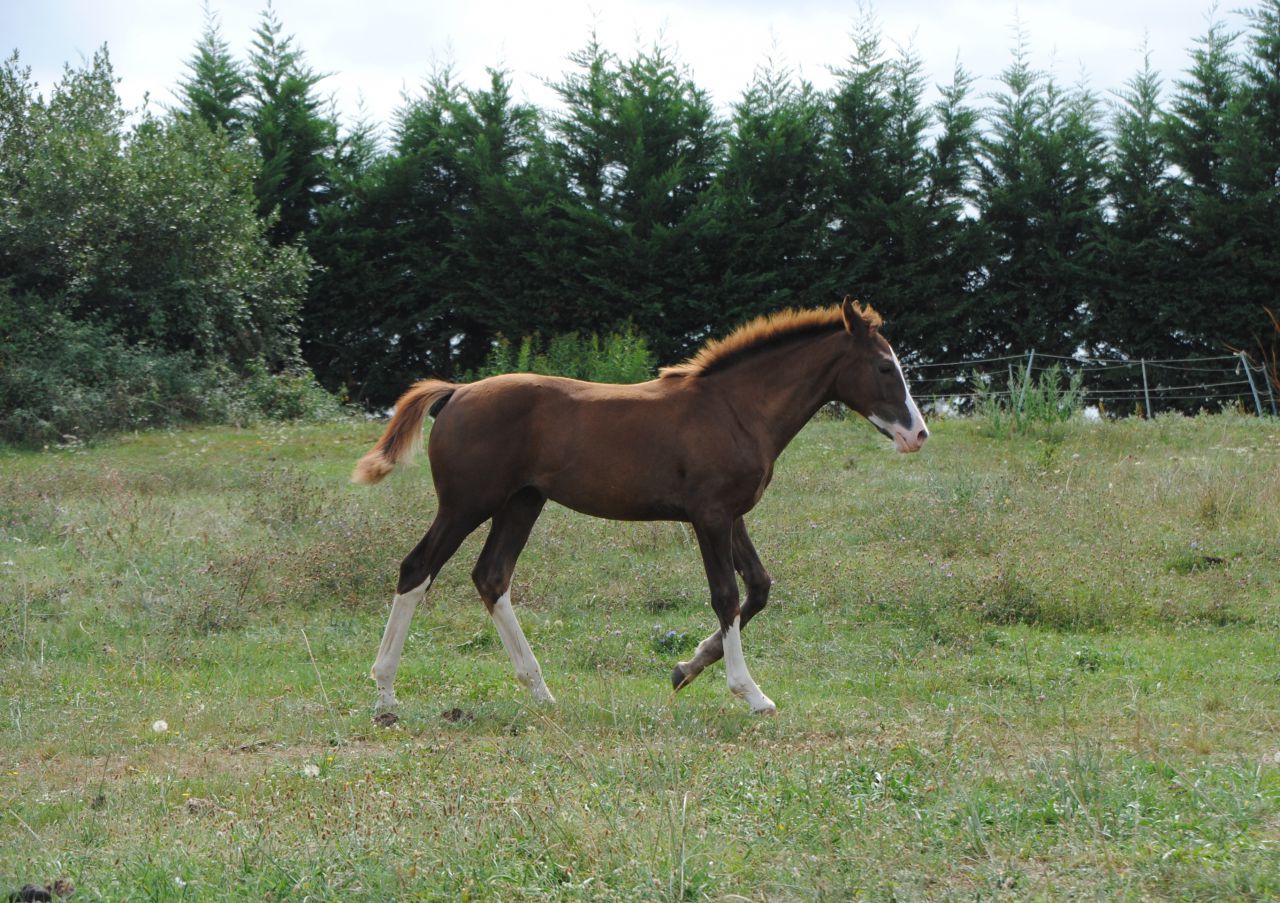 ZZ TOP - KWPN Caballo de Deporte Neerlandés 2004 por Glock's Tango