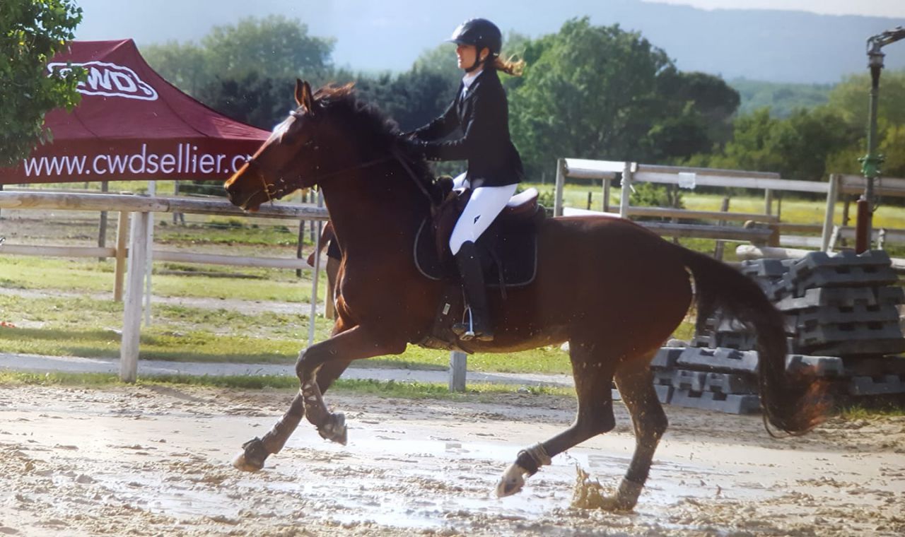 ZZ TOP - KWPN Caballo de Deporte Neerlandés 2004 por Glock's Tango
