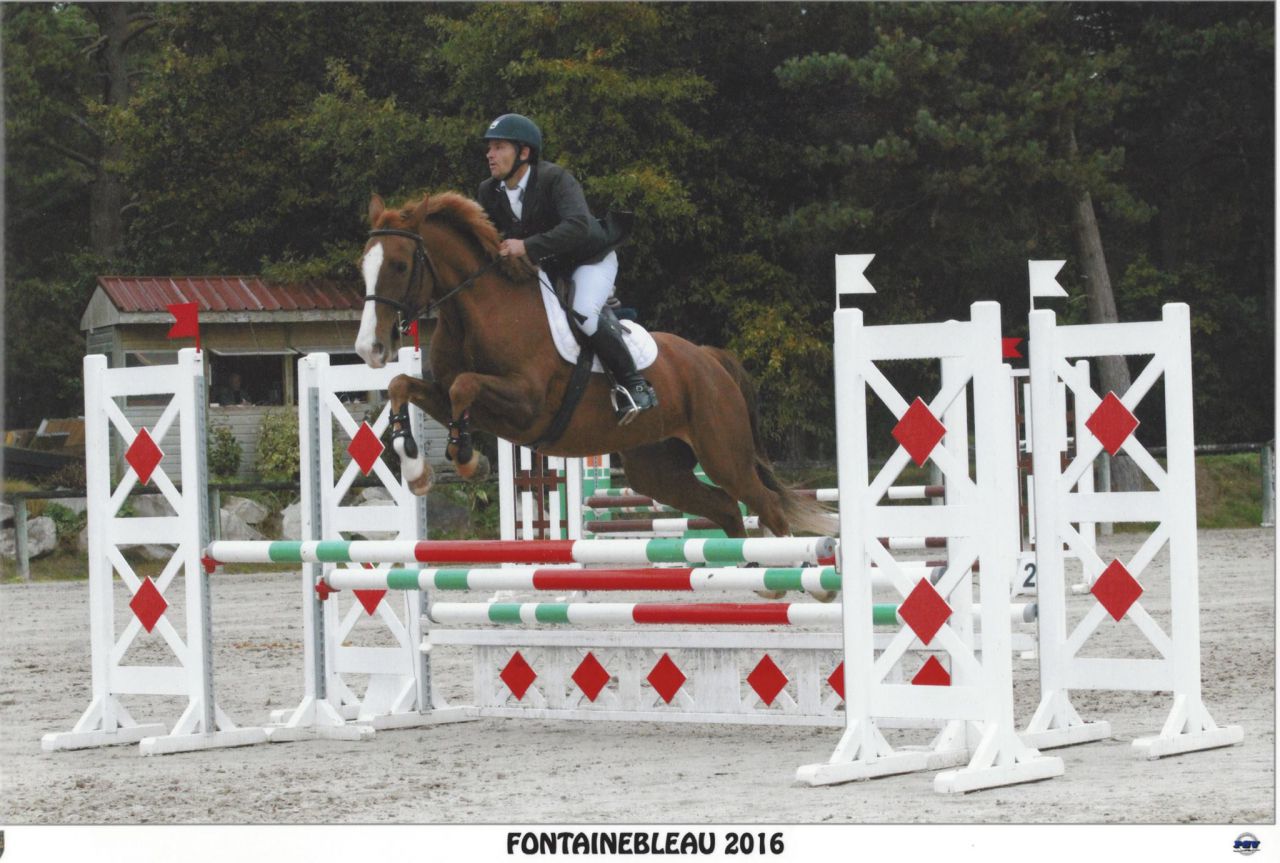 ZZ TOP - KWPN Caballo de Deporte Neerlandés 2004 por Glock's Tango