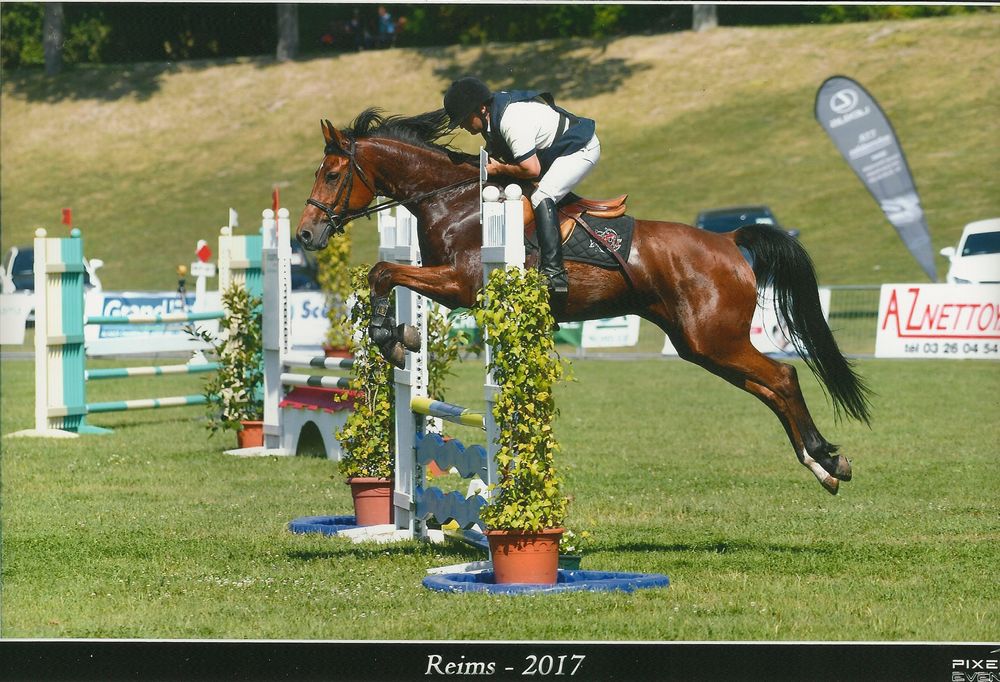 ZZ TOP - KWPN Caballo de Deporte Neerlandés 2004 por Glock's Tango