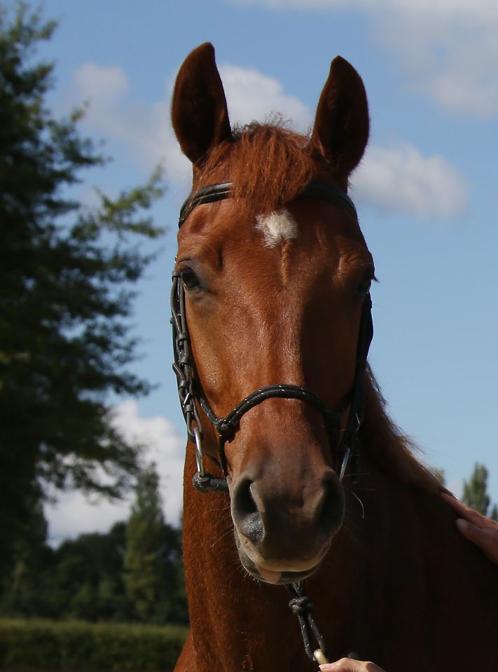 ZZ TOP - KWPN Caballo de Deporte Neerlandés 2004 por Glock's Tango