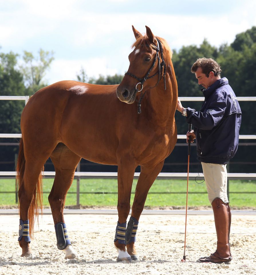 ZZ TOP - KWPN Caballo de Deporte Neerlandés 2004 por Glock's Tango