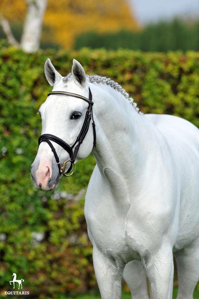 Colestus - Westfaliano 2006 por CORNET OBOLENSKY