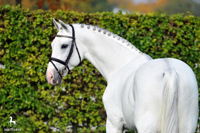 Colestus - Westfaliano 2006 por CORNET OBOLENSKY