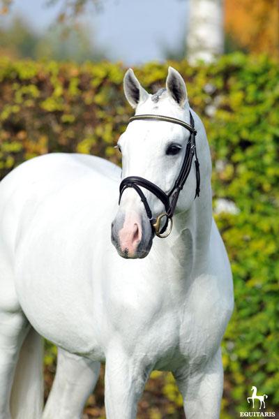 Colestus - Westfaliano 2006 por CORNET OBOLENSKY