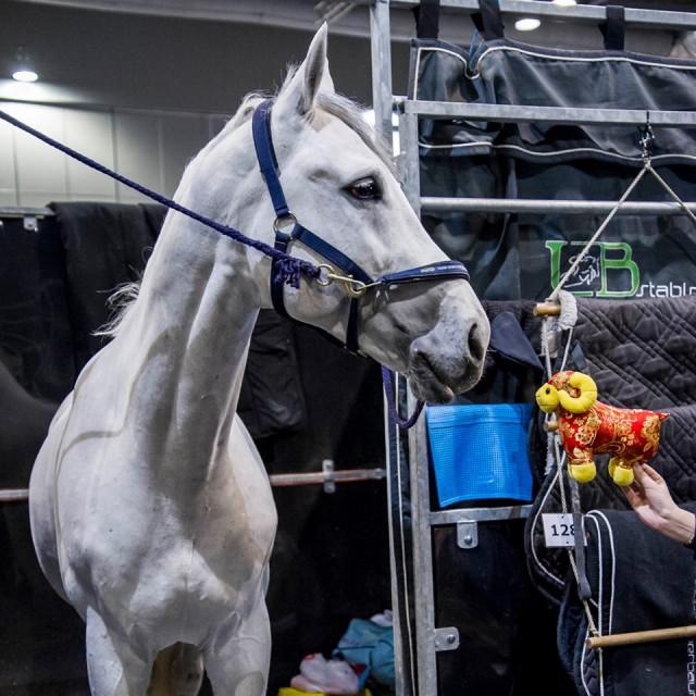 Colestus - Westfaliano 2006 por CORNET OBOLENSKY