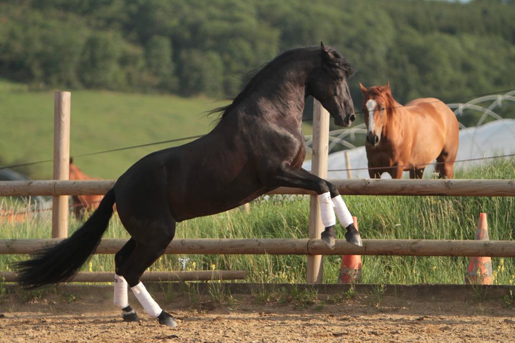 TENORIO DE VERLIN - PRE Pura Raza Española 2007 por NIGER V