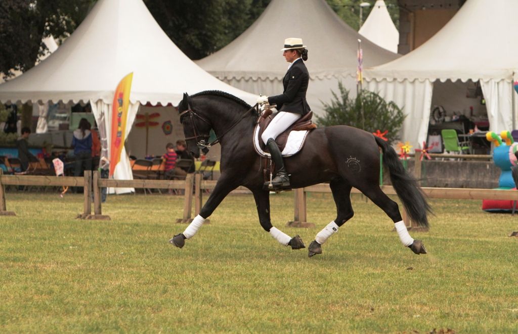 TENORIO DE VERLIN - PRE Pura Raza Española 2007 por NIGER V