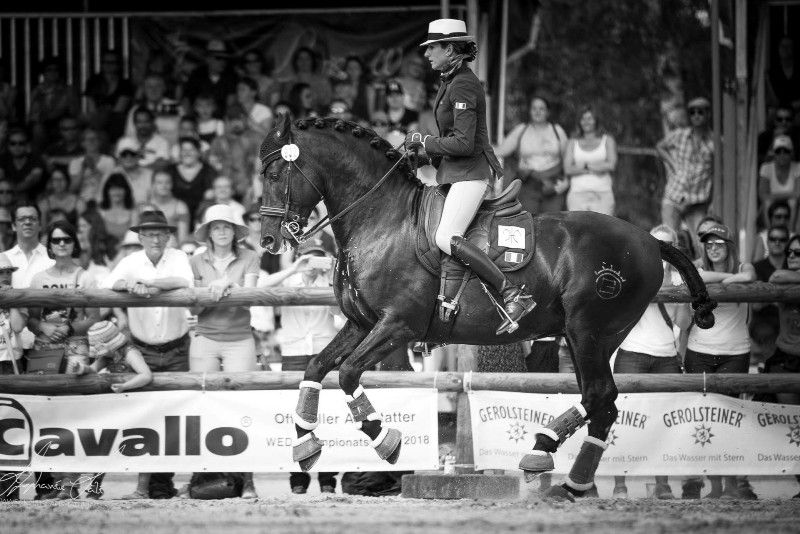 TENORIO DE VERLIN - PRE Pura Raza Española 2007 por NIGER V