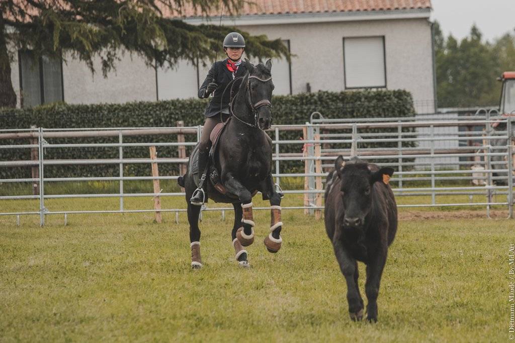 TENORIO DE VERLIN - PRE Pura Raza Española 2007 por NIGER V