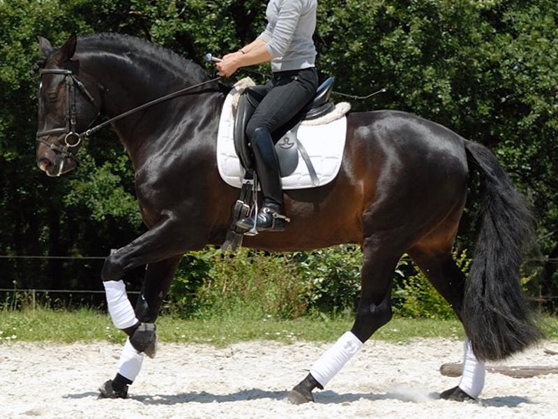 Telguero SBA - PRE Pura Raza Española 2007 por ENGANOSO VI