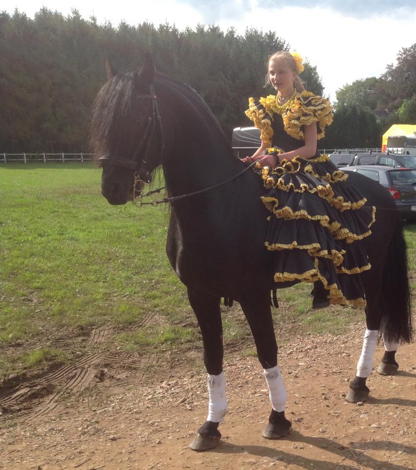 DARK VREDESTICHTER 022 - Arabo Frisón 2007