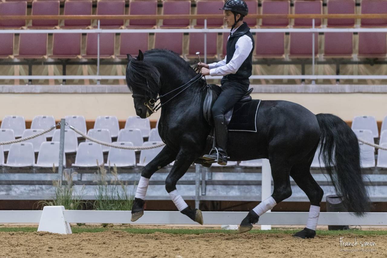 DARK VREDESTICHTER 022 - Arabo Frisón 2007