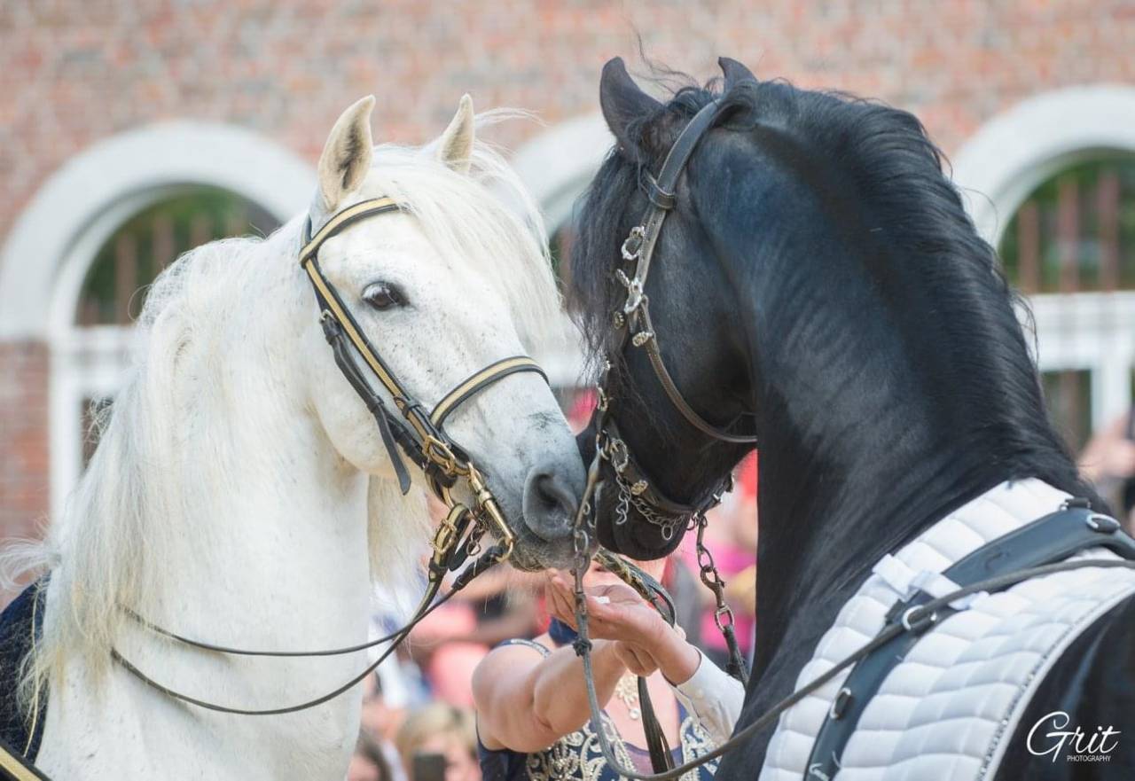 DARK VREDESTICHTER 022 - Arabo Frisón 2007