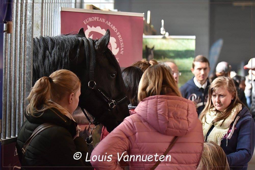 DARK VREDESTICHTER 022 - Arabo Frisón 2007