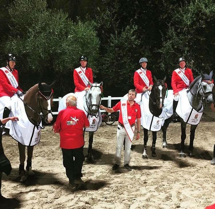 Garfield des Templiers - BWP Caballo de Sangre Belga 2006 por Quazimondo z