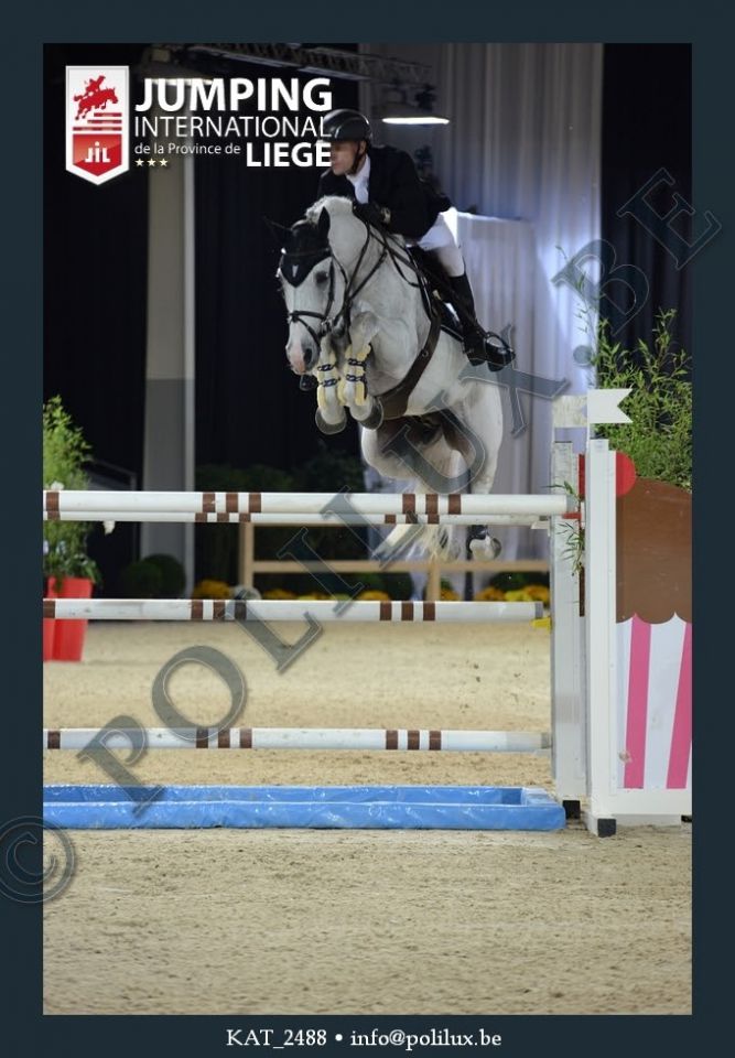 Garfield des Templiers - BWP Caballo de Sangre Belga 2006 por Quazimondo z