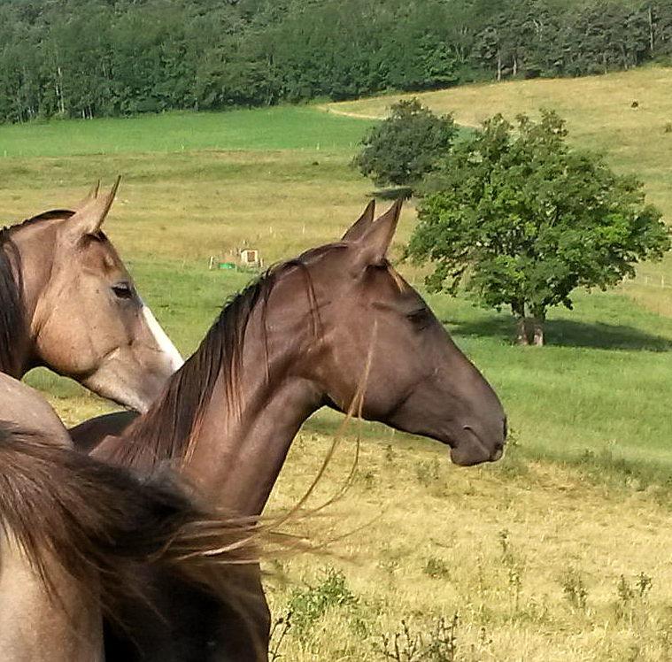 Yegua Akhal Teke En venta 2012 Isabelo por Argo
