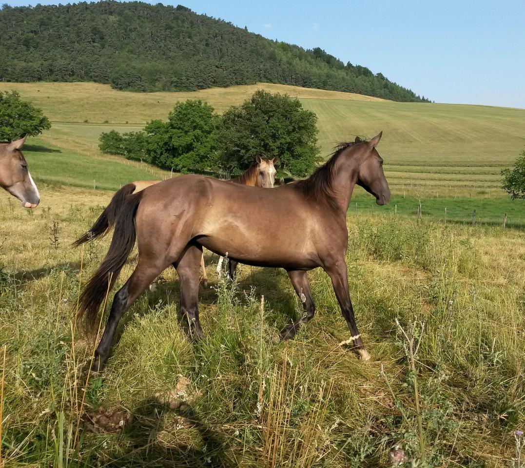 Yegua Akhal Teke En venta 2012 Isabelo por Argo