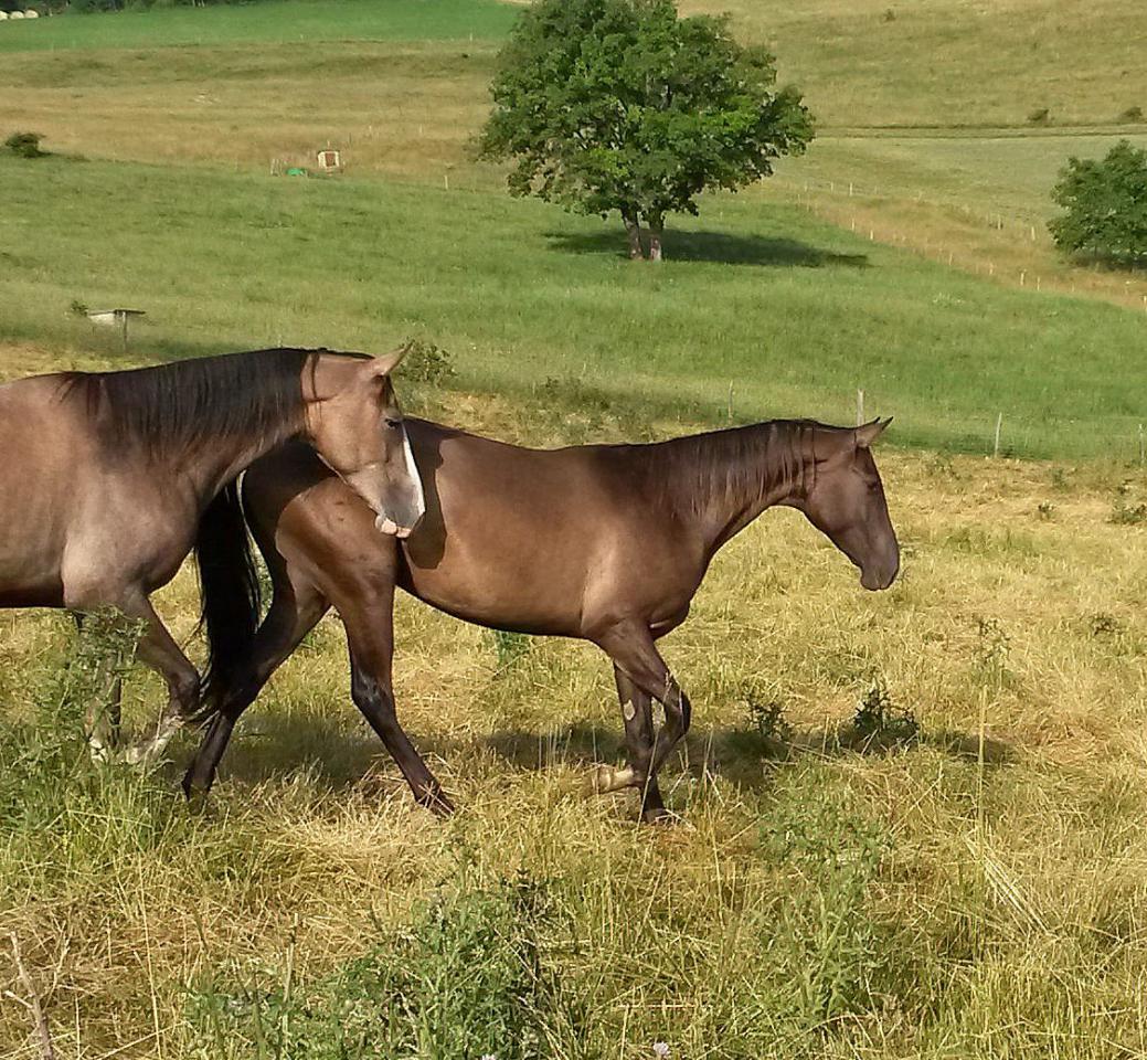 Yegua Akhal Teke En venta 2012 Isabelo por Argo
