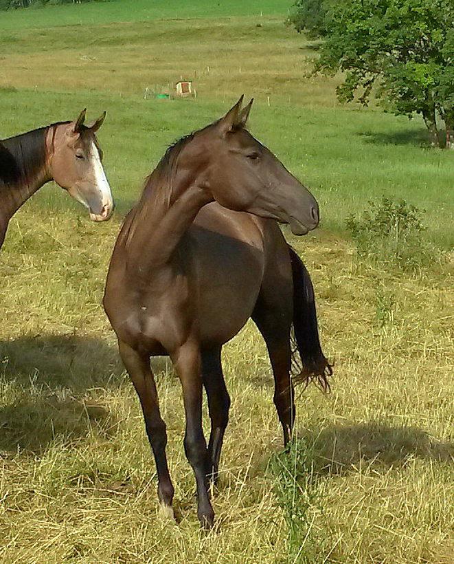 Yegua Akhal Teke En venta 2012 Isabelo por Argo