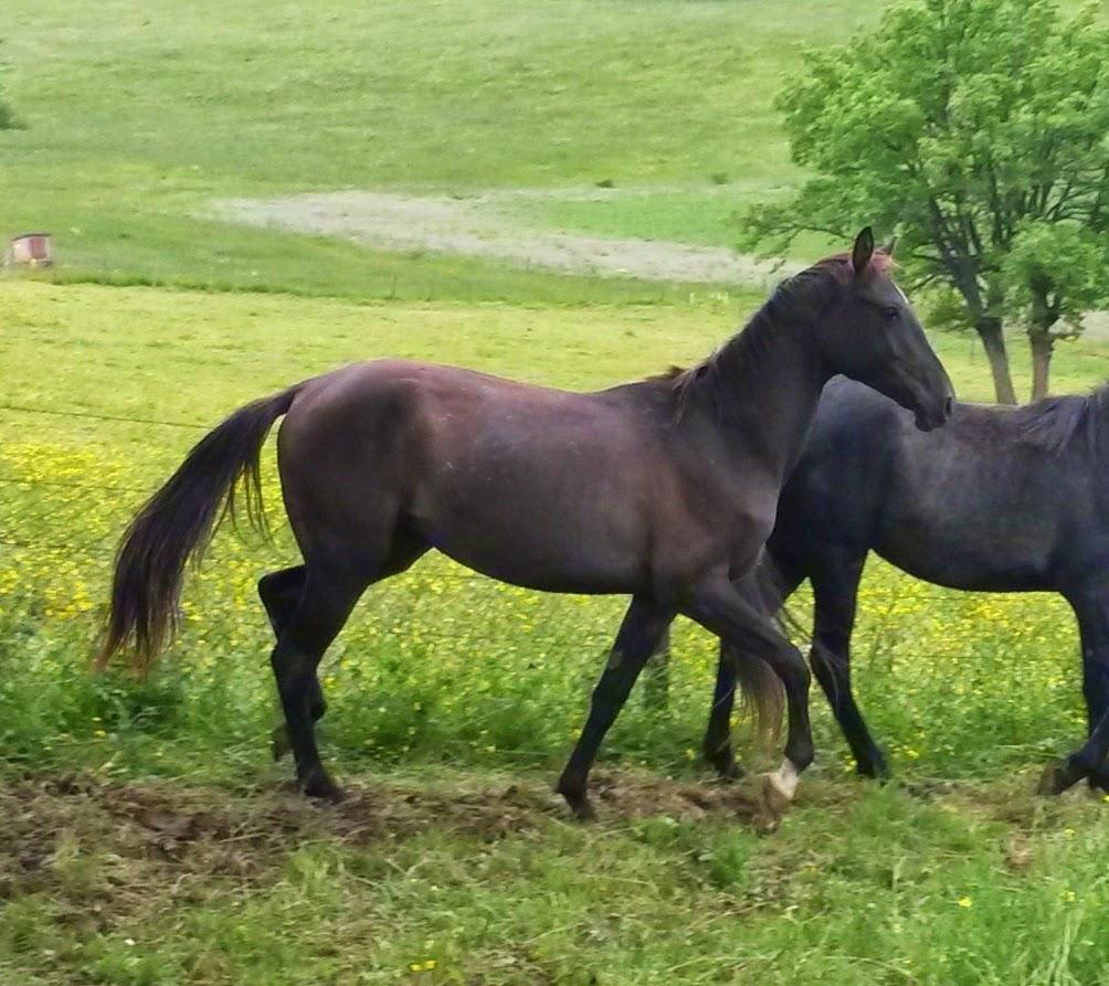 Yegua Akhal Teke En venta 2012 Isabelo por Argo