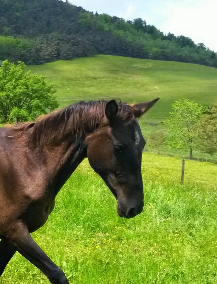 Yegua Akhal Teke En venta 2012 Isabelo por Argo