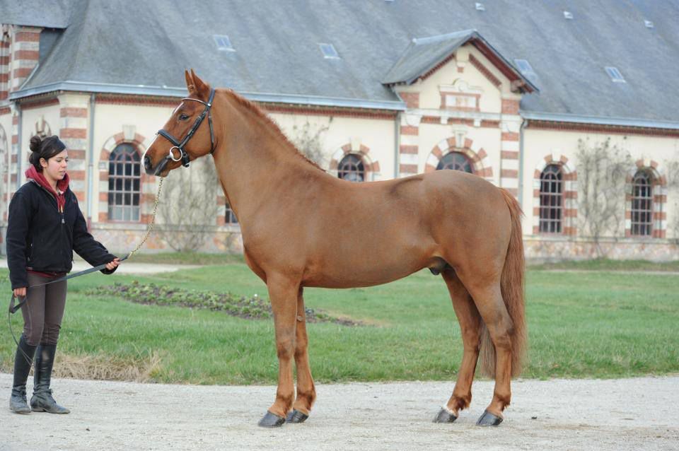 ROCKENROL GEVAUDAN - New Forest 2005 por IVOIRE DE CIVRY 