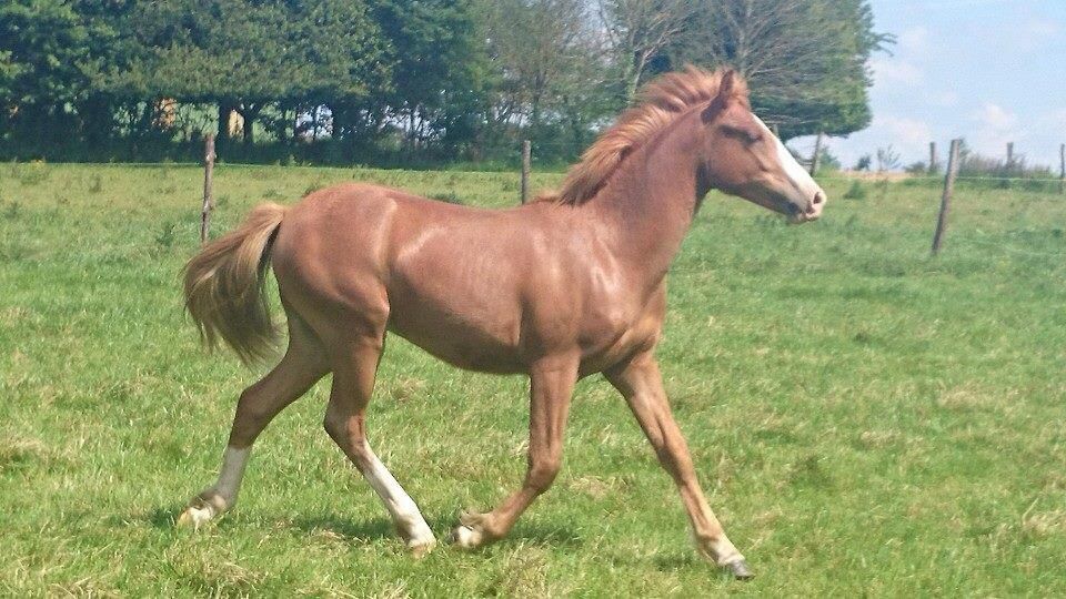 ROCKENROL GEVAUDAN - New Forest 2005 por IVOIRE DE CIVRY 