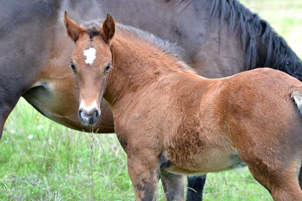 ROCKENROL GEVAUDAN - New Forest 2005 por IVOIRE DE CIVRY 