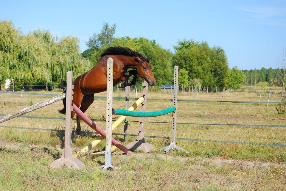 ROCKENROL GEVAUDAN - New Forest 2005 por IVOIRE DE CIVRY 
