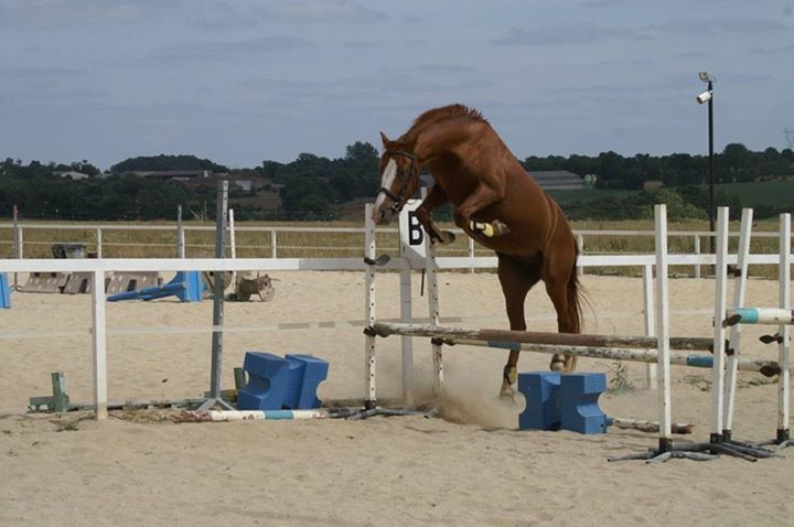 ROCKENROL GEVAUDAN - New Forest 2005 por IVOIRE DE CIVRY 