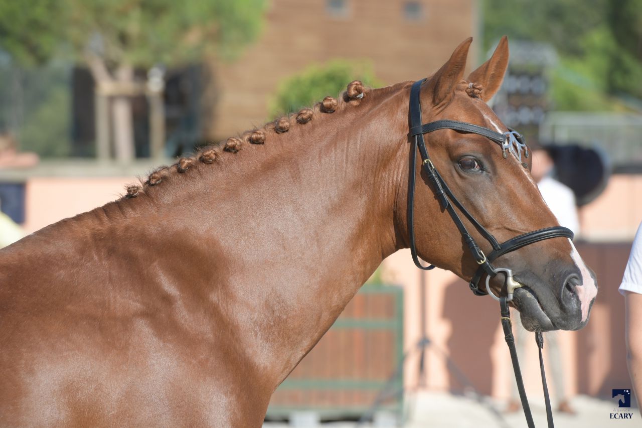 ROCKENROL GEVAUDAN - New Forest 2005 por IVOIRE DE CIVRY 